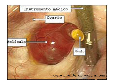dias fertiles calcular ovulacion